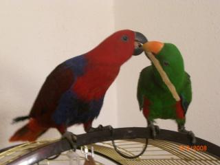 1, 1 Neuguinea Edelpapagei