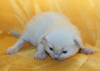 Ragdollkitten suchen eine liebe neue Familie