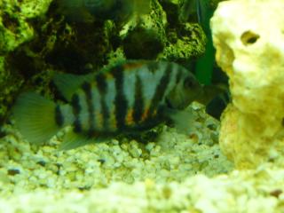 Zebra Barsch Fische 6 Stück