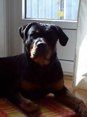 Rottweiler Rüde sucht Hündin zum decken