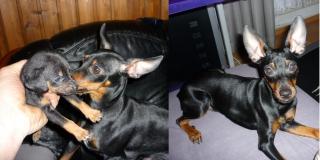 Russkiy / Russischer Toy Terrier, Prager Rattler, Zwergpinscher
