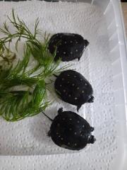 Clemmys guttata, Tropfenschildkröte
