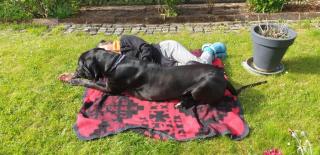 Deutsche dogge
