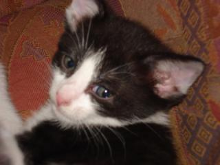 Katzenbaby sucht ein Zuhause