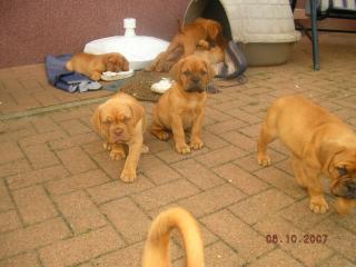 REINRASSIGE BORDEAUXDOGGENWELPEN