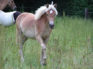 Verkaufe zwei Ponys oder Tauche gegen eines.