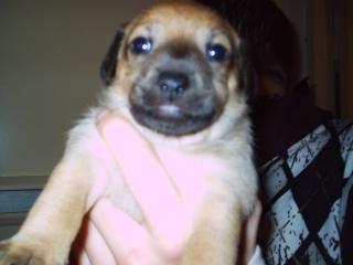 Super süsse Jack . Russel terrier Mix welpen