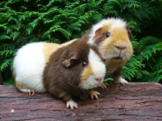 US Teddy Meerschweinchen