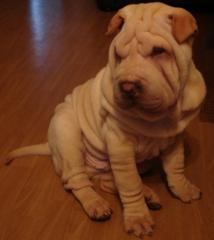 Shar Pei Welpe Rüde Preiswert abzugeben