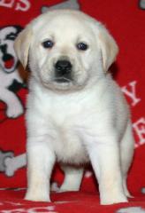 Labrador Welpen