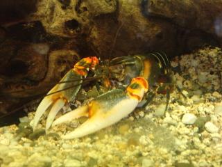 Tigerkrebs Cherax pekneyi