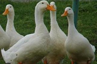 Verkaufe Amerikanische Pekingenten Enten/Erpel