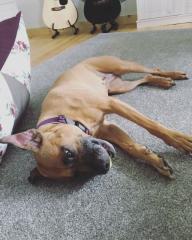 Mischlingshündin sucht ein neues Zuhause KEIN ANFÄNGERHUND
