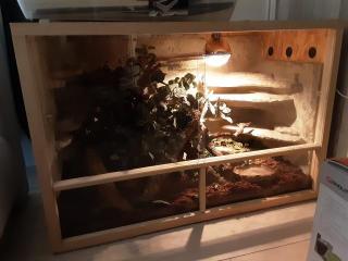 0, 2 Kornnattern mit Terrarium, adult
