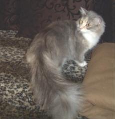 Norwegisches Waldkatzenmädchen Jungtier blue/torbie/white sehr verschmußt