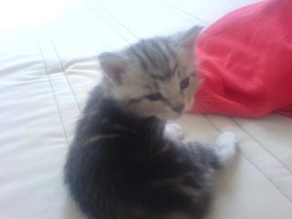 5 Main Coon Mix Kitten abzugeben
