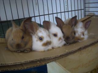 Süße Hasenbabys aus eigener Hobbyzucht zu verkaufen