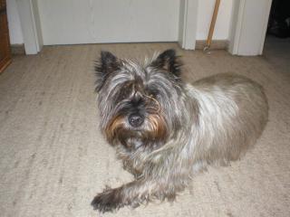 VERMISST CAIRN TERRIER