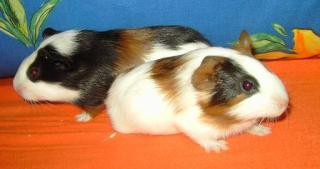 2 Meerschweinchenbabys suchen verantwortungsbewusstes zu Hause