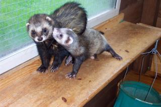 Rüde Blackself Fähe Harlekin