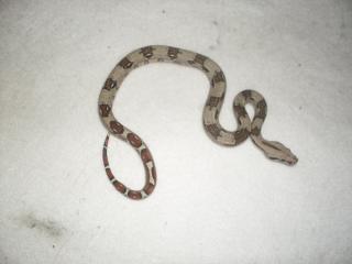 Boa constrictor imperator babys