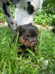 Yorkshire Terrier KinderGEBOREN um zu LEBEN.