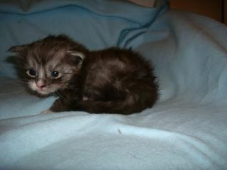 4 typvolle Maine Coon Kitten mit Stammbaum
