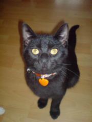 Schwarze Katze 7 Monate jung sucht DRINGEND