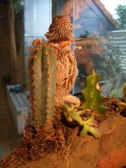 Bartagame und Terrarium Zubehör für Euro 390, -