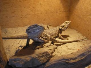 Zwei Bartagamen abzugeben Pogona Vitticeps