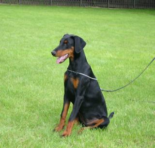 Dobermannwelpen, 9 Wochen mit VDH/FCI Papieren