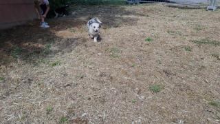 Australian shepherd welpen