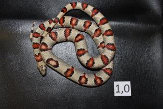Lampropeltis alterna leonis