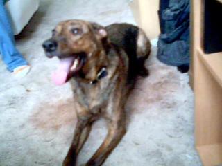 Stefford/Dobermann - Mix