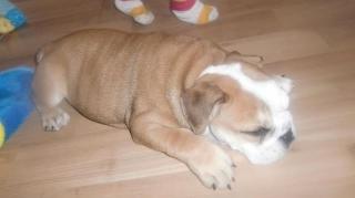 Welpe Balu zu Verkaufen englische bulldogge