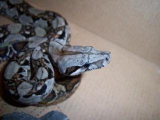 KLEINBLEIBENDE Boa constrictor imperator, Belizeboas, reinrassig