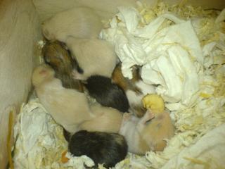 Hamsterbabys