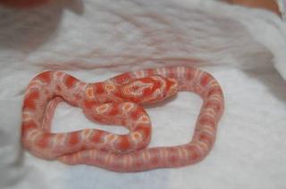 Amelanistisch Creamsicles Emory-Guttatus-Hybrid