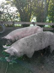 Bio Schweine 300 Kg Schlachtschweine