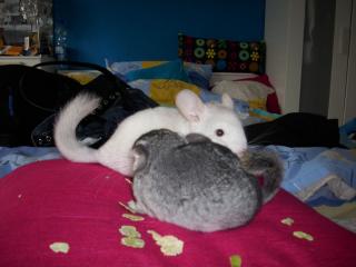Chinchilla Junge Abzugeben m, weiß/beige/cross und standart