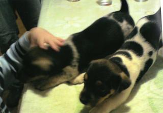 Verkaufe reinrassige Jack Russell Welpen