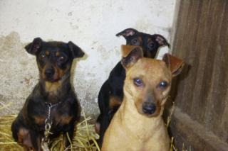 Zwergpinscher aus dem Tierschutz
