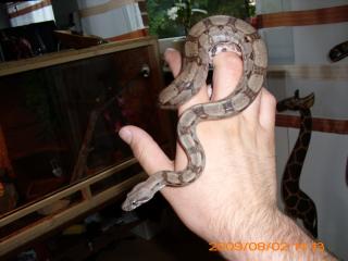 Reinrassige Boa Constrictor Imperator
