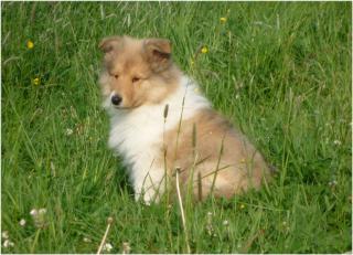 Edle Colliewelpen.
