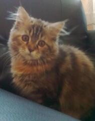 Reinrassiger Main Coon Kater gesucht, zum Decken meiner kleinen.