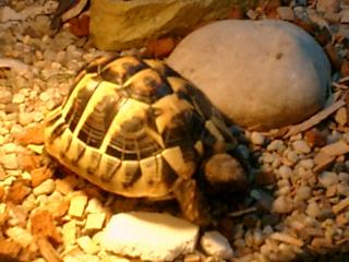Suche griechische landschildkröte weib. testudo hermanni