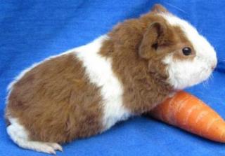Süsse US-Teddy-Meerschweinchen