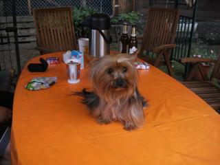 Yorkshire Terrier