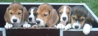 Beagle Welpen m. P