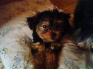 Yorkibabys